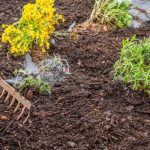 Brush & Vegetation Removal