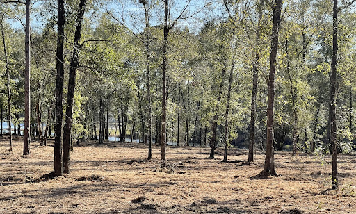Land Clearing